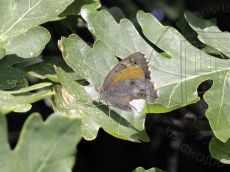 Бархатница-климена_2